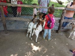 A képen egy kislány látható, amint két kecske mellett áll és figyelik az embereket