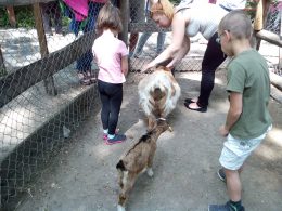 A képen az állatkerti programon résztvevő klubtag gyerekek állatokat simogatnak