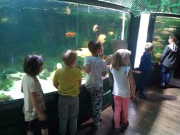 A képen az angyalföldi gyerek klubtagok egy akváriumban furcsa halakat néznek