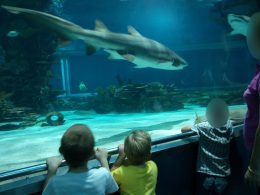 Az angyalföldi klub tropicariumi látogatásán a gyerekek és a felnőttek cápákat néznek