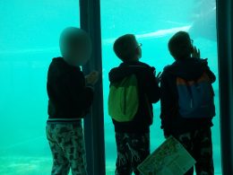 A képen néhány angyalföldi gyerek klubtag a fókákat nézi a medence előtt